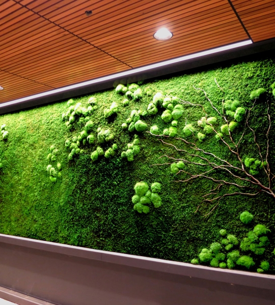 Wall Garden | Preserved Moss, Ferns and Other Exotic Living Plants