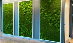 Moss Combinations Archives - Garden On The Wall